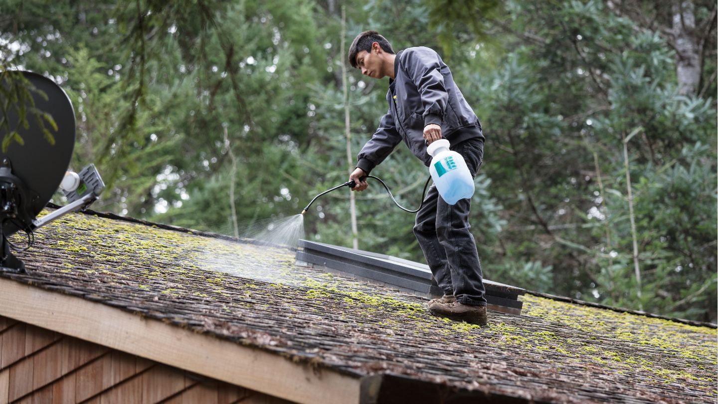 Moss Removal Derby